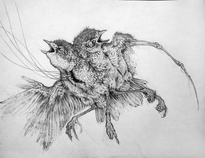 Hackett_Specimen_2010_ pencilonpaper_9x12in